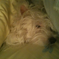Photo #237267 de Elfy