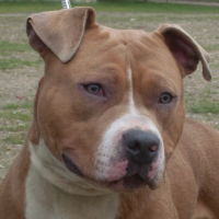 Photo #237268 de Elboy