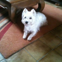 Photo #237276 de Elfy