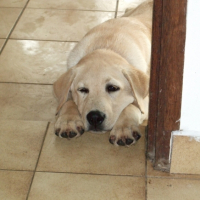 Photo #237324 de Hector
