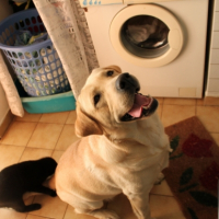 Photo #237326 de Hector