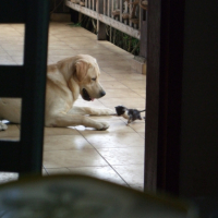 Photo #237364 de Hector