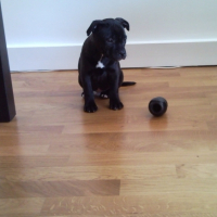 Photo #237388 de Hades