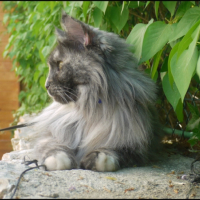 Photo #237389 de Roxy du bois des dryades