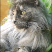 Photo #237390 de Roxy du bois des dryades