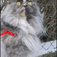 Photo #237391 de Roxy du bois des dryades
