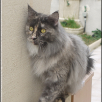 Photo #237392 de Roxy du bois des dryades