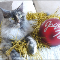 Photo #237394 de Roxy du bois des dryades