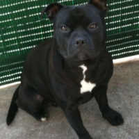 Photo #237396 de Hades