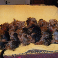 Photo #237456 de Donna
