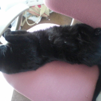 Photo #237457 de Pepper
