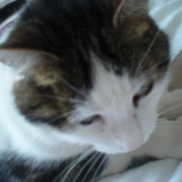Photo #237459 de Tiger