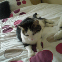 Photo #237460 de Tiger
