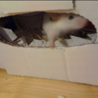 Photo #237471 de Maussy