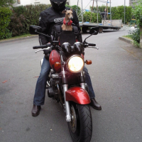 Photo #237528 de Erol