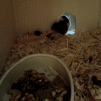 Photo #237532 de Maussy