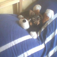 Photo #237534 de Fidjo