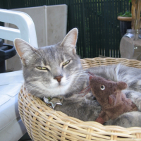 Photo #237557 de Kitty