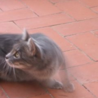 Photo #237558 de Kitty