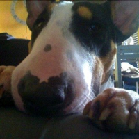 Photo #237559 de Bullma