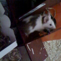 Photo #237560 de Maussy