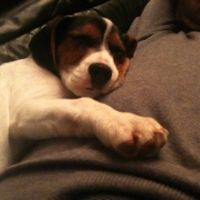 Photo #237576 de Bandit
