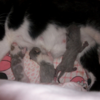 Photo #237578 de Prunelle