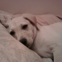 Photo #237585 de Daisy