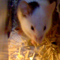 Photo #237589 de Maussy