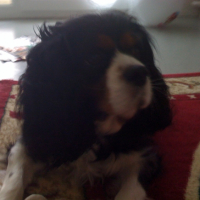 Photo #237596 de Lady