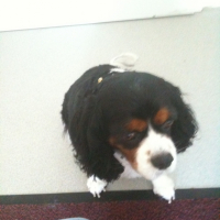 Photo #237597 de Lady