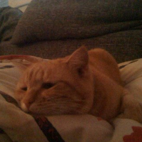 Photo #237630 de P'tit roux