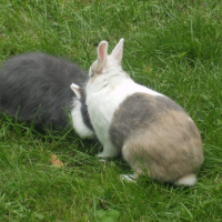 Photo #237634 de Guimauve