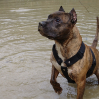 Photo #237638 de Puncho