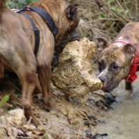 Photo #237639 de Puncho