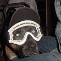Photo #237640 de Puncho