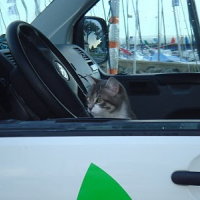 Photo #237645 de Moustic chouchou