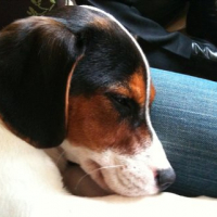Photo #237650 de Bandit