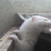 Photo #237717 de Bianca