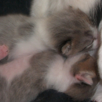 Photo #237727 de Pantoufle