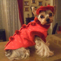 aladin