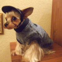 aladin