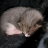 Photo #237767 de Pantoufle