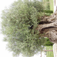 un gros arbre
