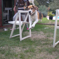 Photo #237781 de Simba