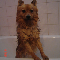rox qui se fait toiletter