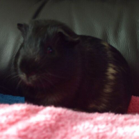 Photo #237872 de Teddy-happy