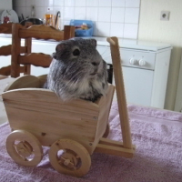 Photo #237873 de Teddy-happy