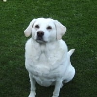 Photo #237875 de Indy