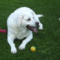 Photo #237876 de Indy